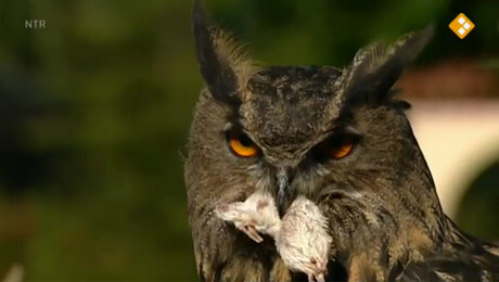 De Buitendienst  | Vogels in de winter